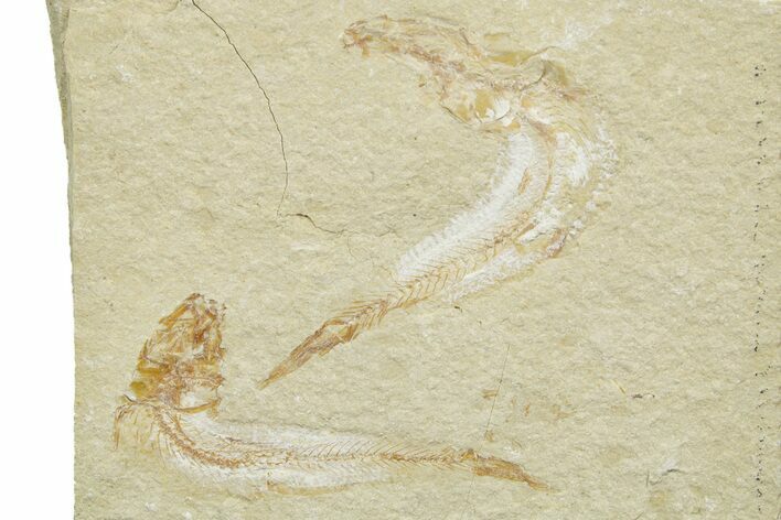Two Cretaceous Fossil Fish - Lebanon #376591